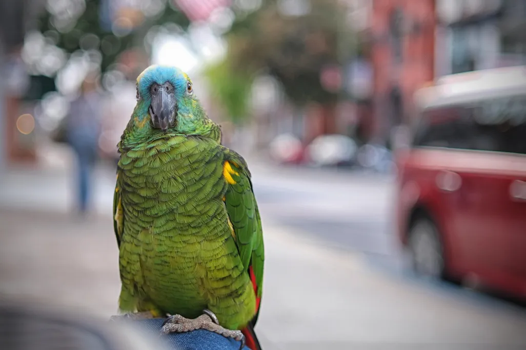 Parrot in the City