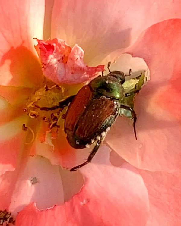 A green beetle in a pink flower. thumbnail