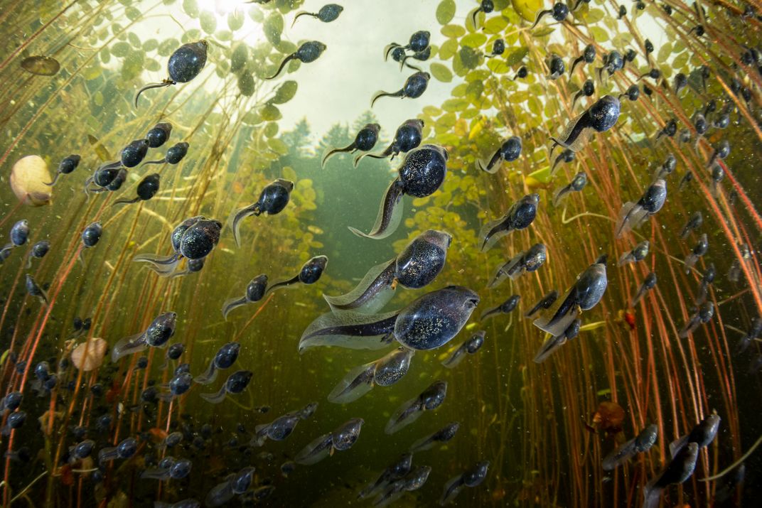 taken from below, dozens of tadpoles swim up and to the right with lily pads visible at the top of the water and their stems growing downward like tree trunks