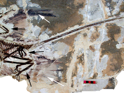 White arrows point to the fossilized feathers of Microraptor gui. 