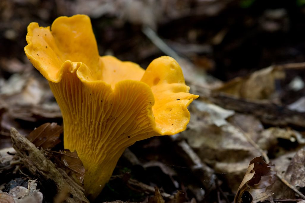 Yellowish mushroom emerging from dirt