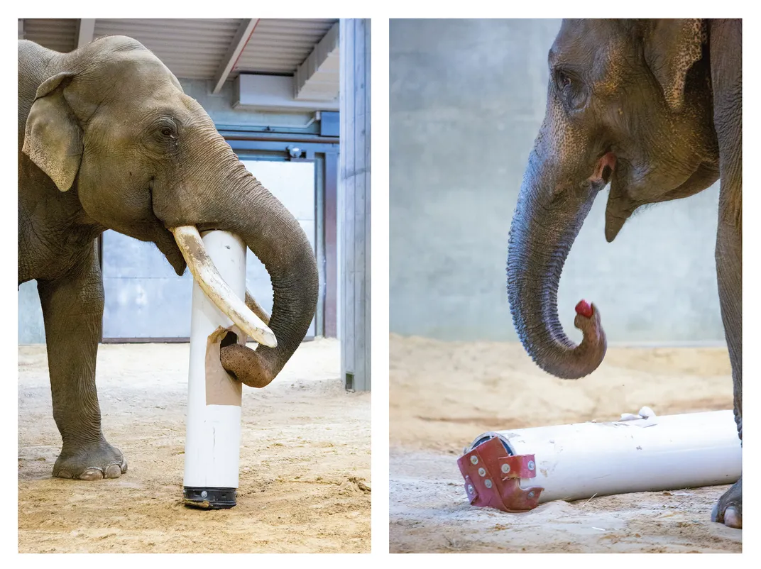 Spike, left, and Maharani find different ways to get apples out of a pipe.