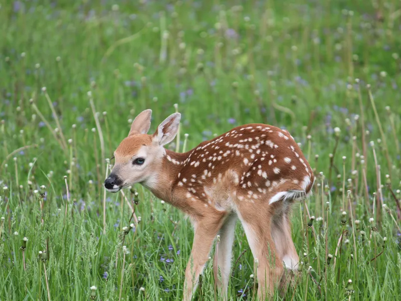 A Newborn Fawn | Smithsonian Photo Contest | Smithsonian Magazine