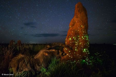 Cabral's image, now disqualified, was one of the winners of the 2017 Wildlife Photographer of the Year competition.