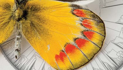 Where Did Butterflies Come From? This Scientist Is On the Case