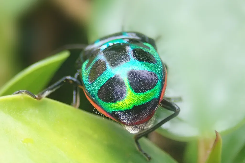 A jewel bug butt