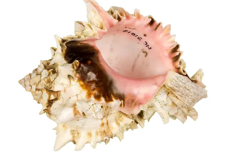 NMNH-EO_031018_Regal_Murex_Hexaplex_regius_004-000001.jpg