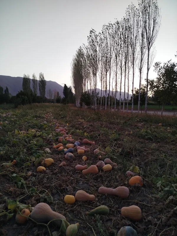 ٰPregnancy of nature thumbnail