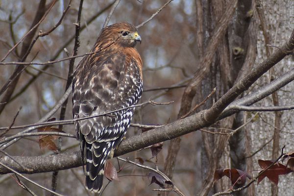 Hawk thumbnail