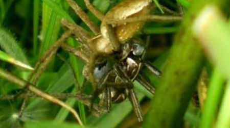 Nursery web spiders