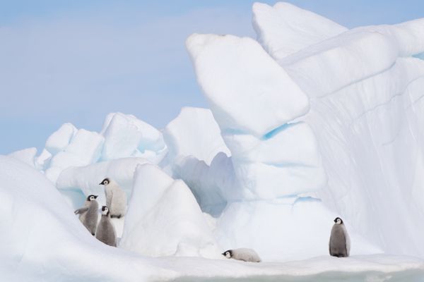 Emperor penguin chicks playing on an iceberg thumbnail