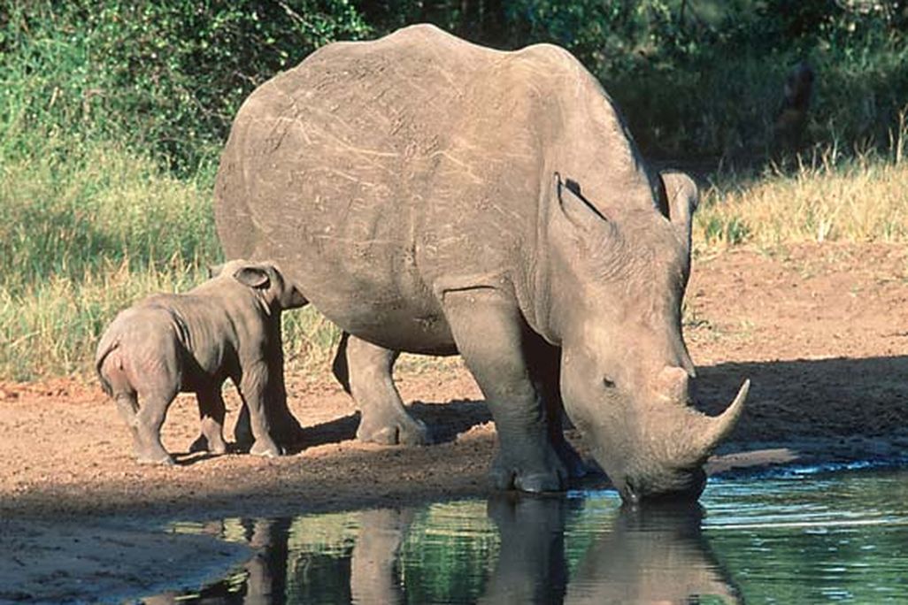 20120821115008rhinos.jpg