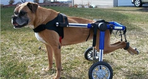 dog-wheelchair-470.jpg