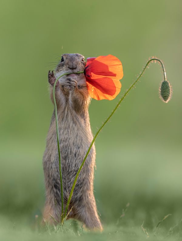 European Ground Squirrel Tasting a Poppy Blossom thumbnail