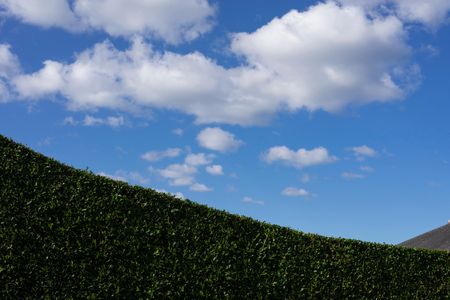 Agricultural mechanization resulted in the loss of hedges: In 1946, there were an estimated 500,000 miles of hedgerows in England; by 1993, there were 236,000 miles. A neatly trimmed border hedge in Craigleith, Edinburgh.
