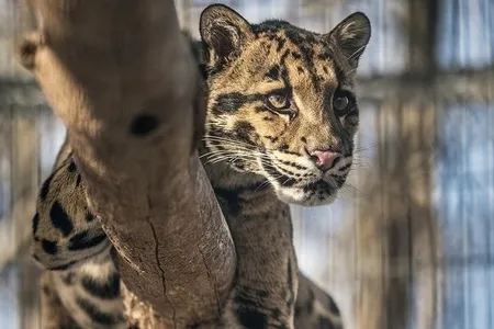 Take a virtual field trip to the Smithsonian Conservation Biology Institute to see clouded leopards in a National Museum of Natural History Program streaming Jan 13. 