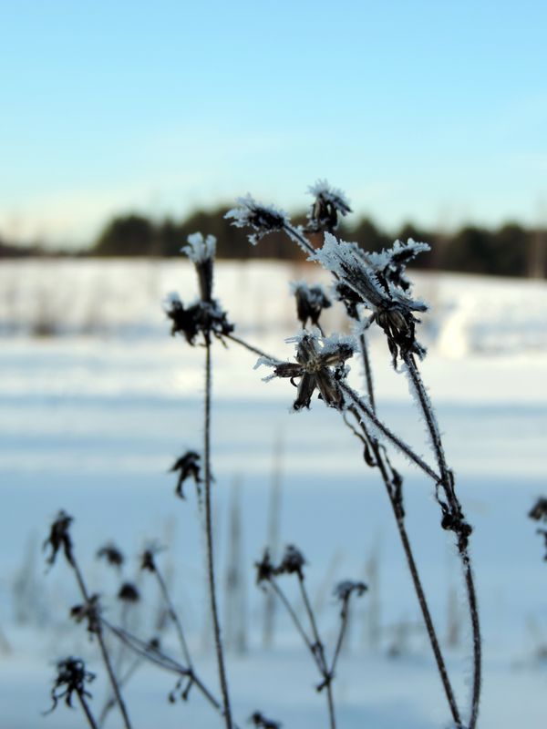 Winter flowers thumbnail