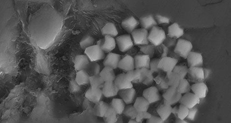 A piece of black marble from a quarry in Vermont as seen under a scanning electron microscope