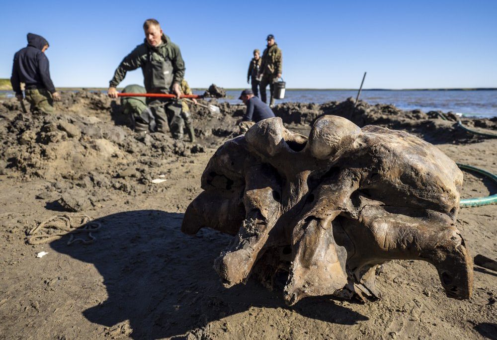 Mammoth skeleton siberia