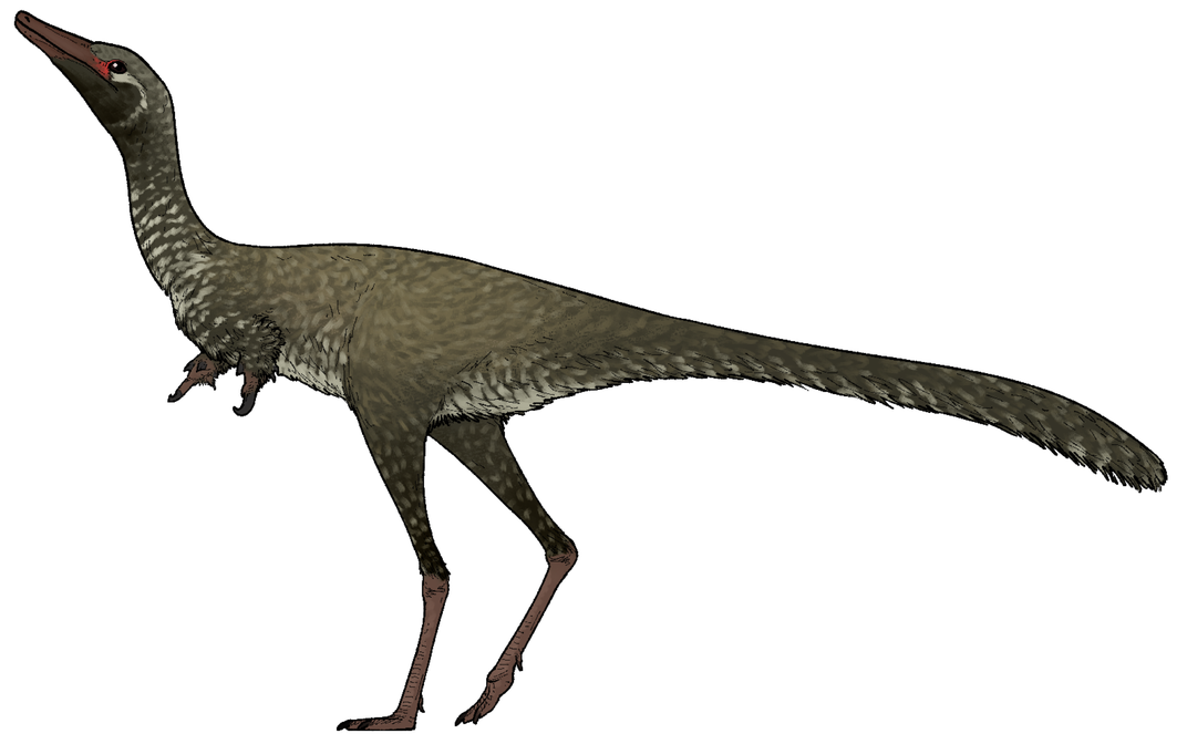 an illustration of a bird-like dinosaur with short arms and a long feathered tail