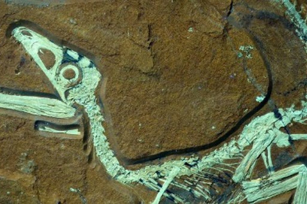 The new, unnamed juvenile theropod under UV light