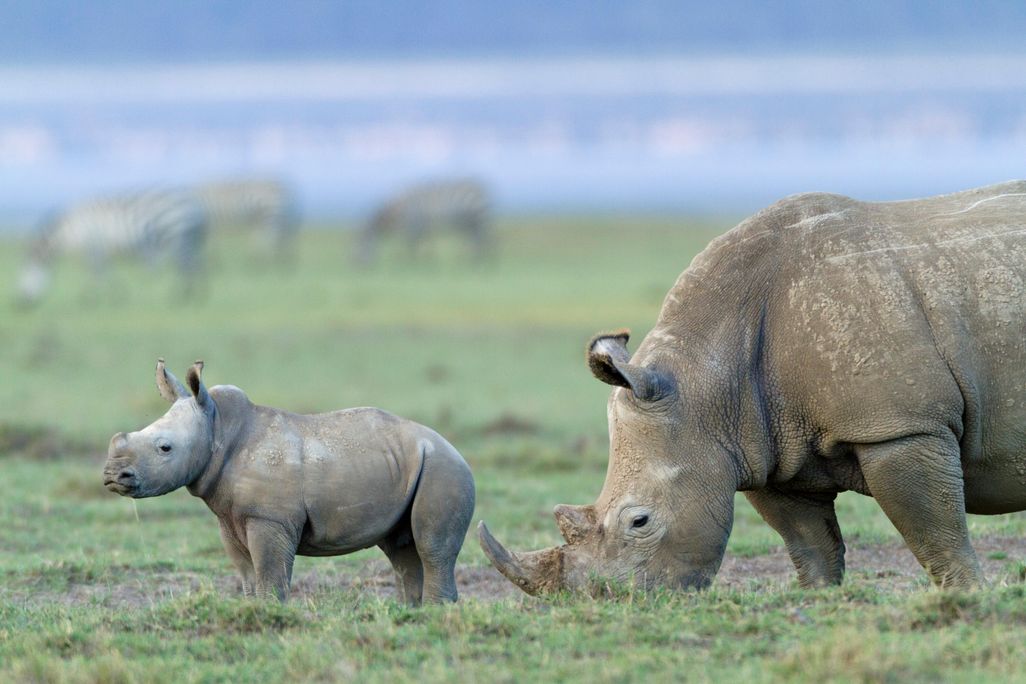 rhinos