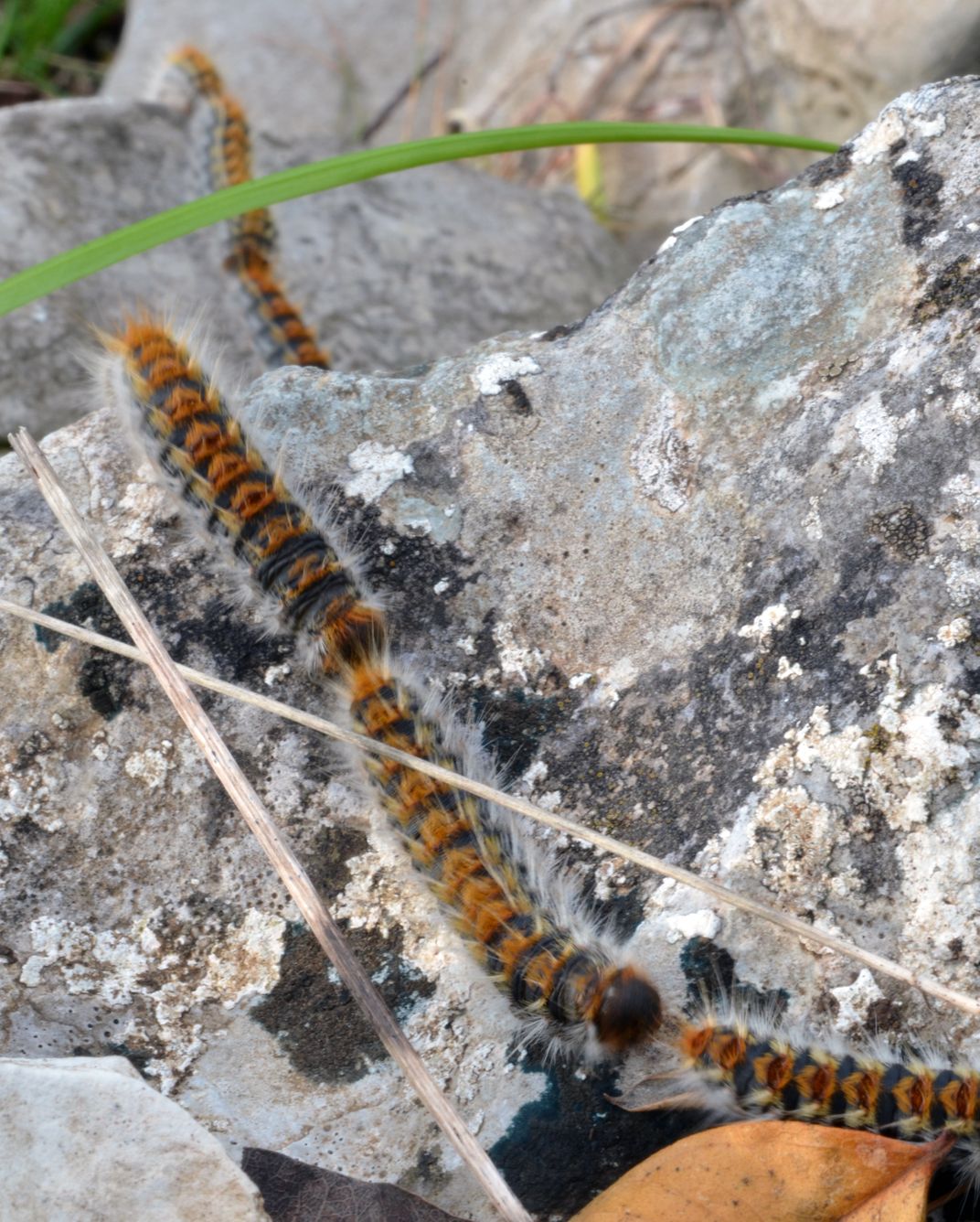 giant rainbow caterpillar