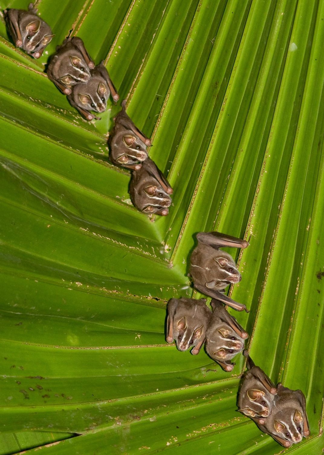 Small brown bats in the ridges of a green leaf.