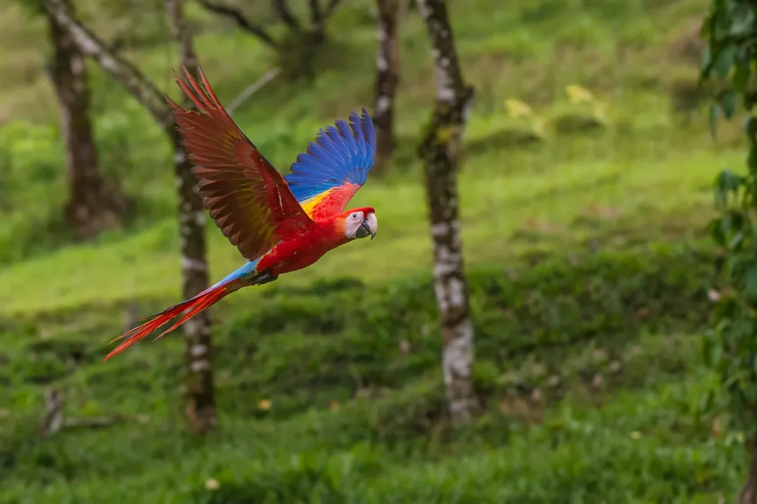 Red macaw