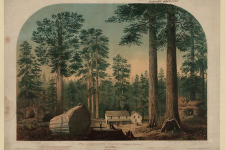 The towering, 2,500-year-old “Mother of the Forest” (second from left) died after its bark was stripped for display in New York in 1855.