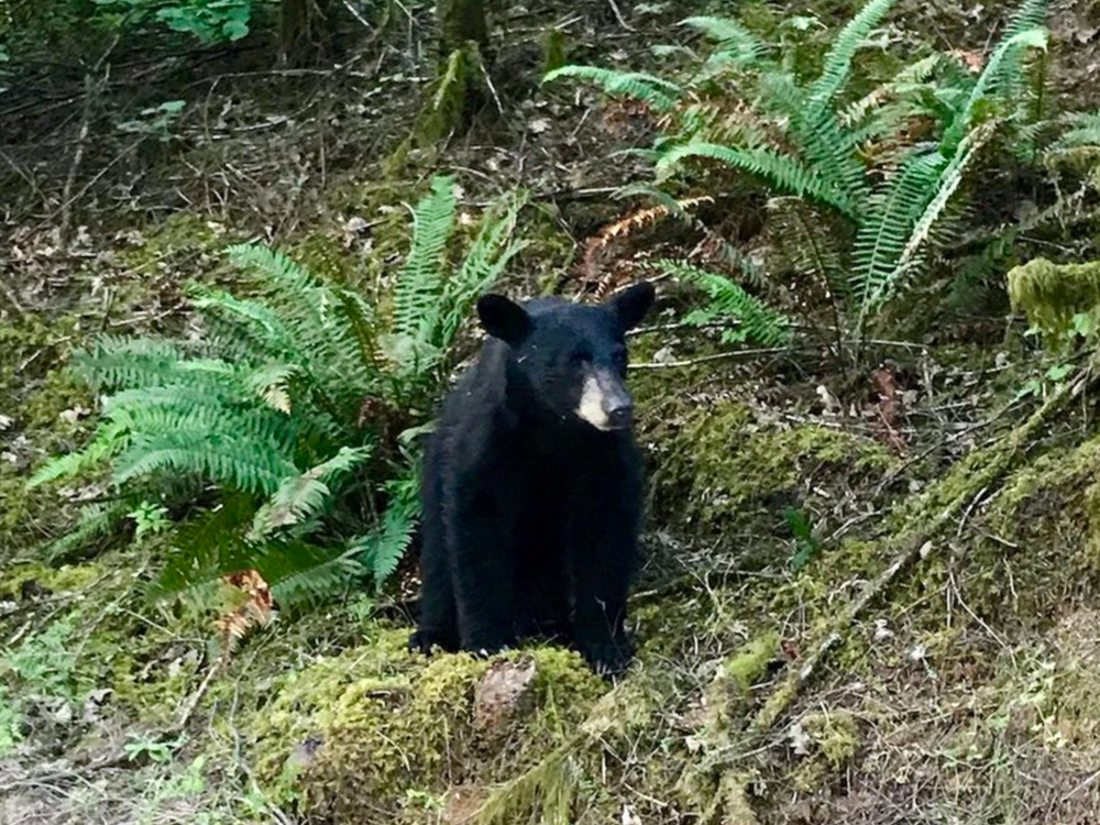 Black Bear - NDOW