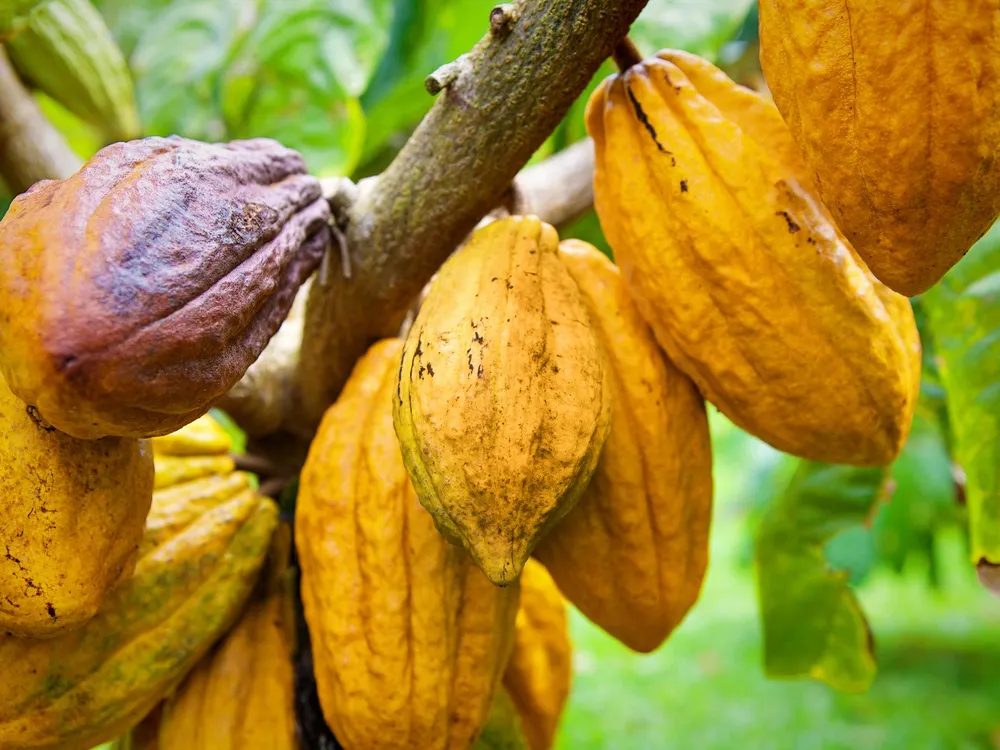 Cacao trees, Kauai, HI