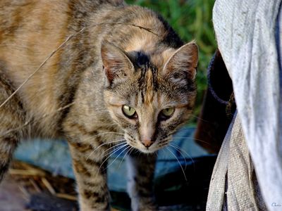 A feral cat photographed by the founder of The Feral Life Cat Blog.