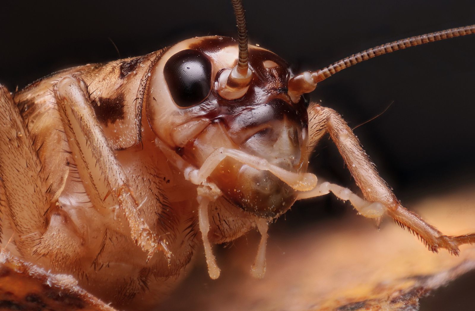 Can Insects Feel Pain? New Research Suggests That Crickets Do