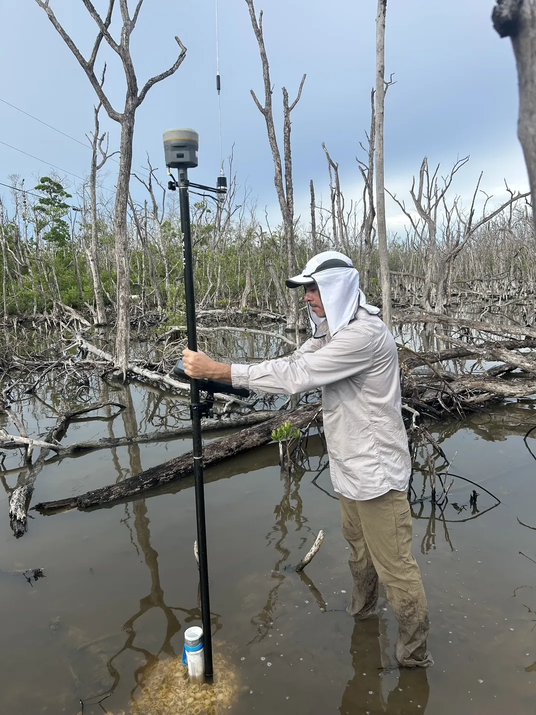 Scientist measuring sediment in mangroves
