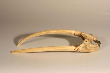 Walrus-tusk wealth