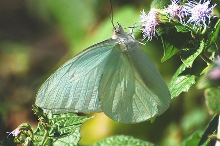 The Florida white is among the butterflies experiencing the most drastic population loss, according to a new study.