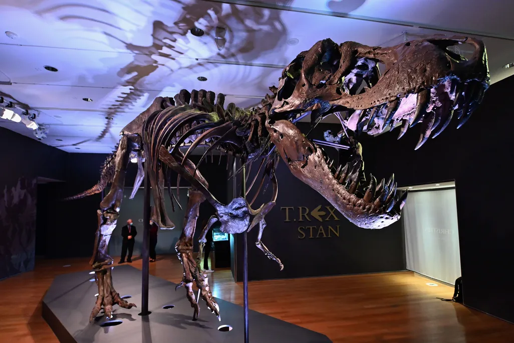 An image of the T. rex specimen, Stan, on display at Christie’s auction house in New York City.
