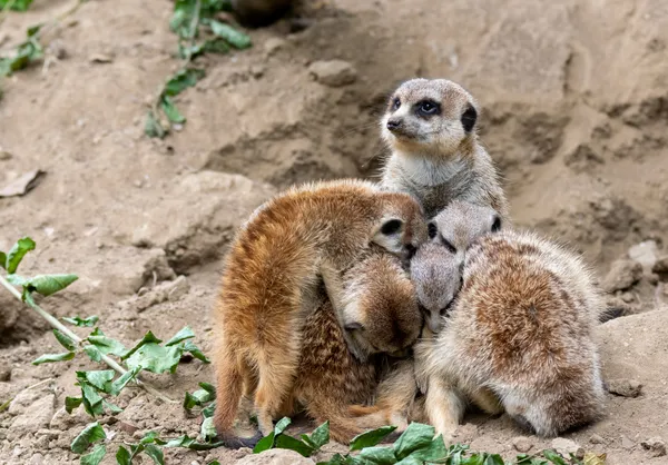 Meerkat mom and family thumbnail
