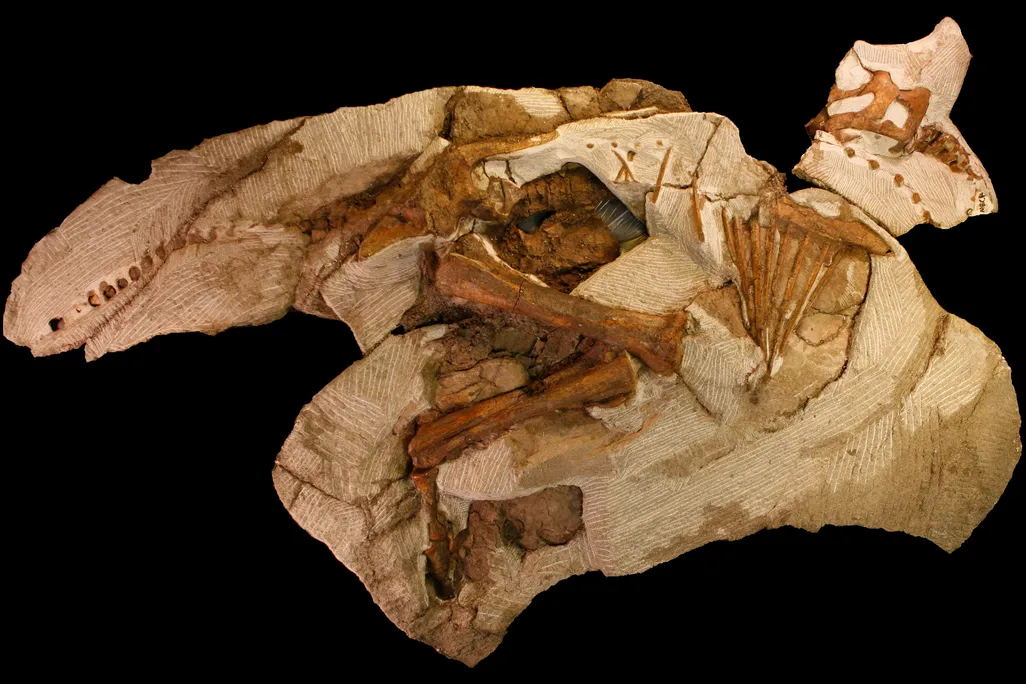 20131023121024dino.jpg