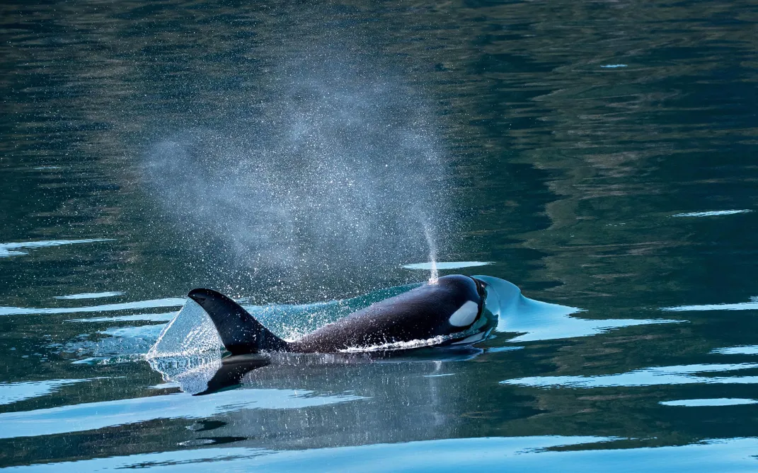 Orca whale sighting, Kenai Fjords National Park