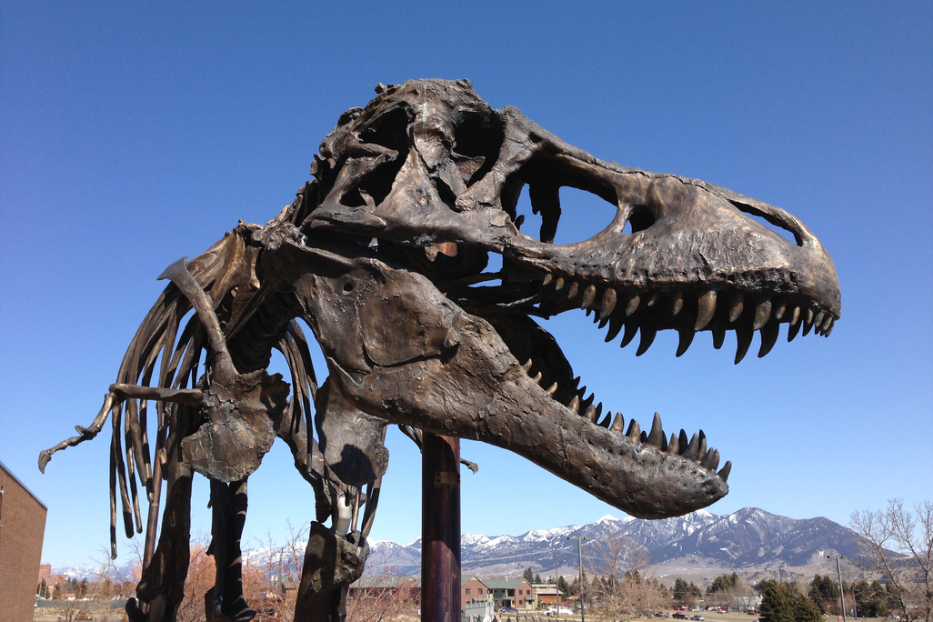 A statue of a T. rex skeleton against blue sky