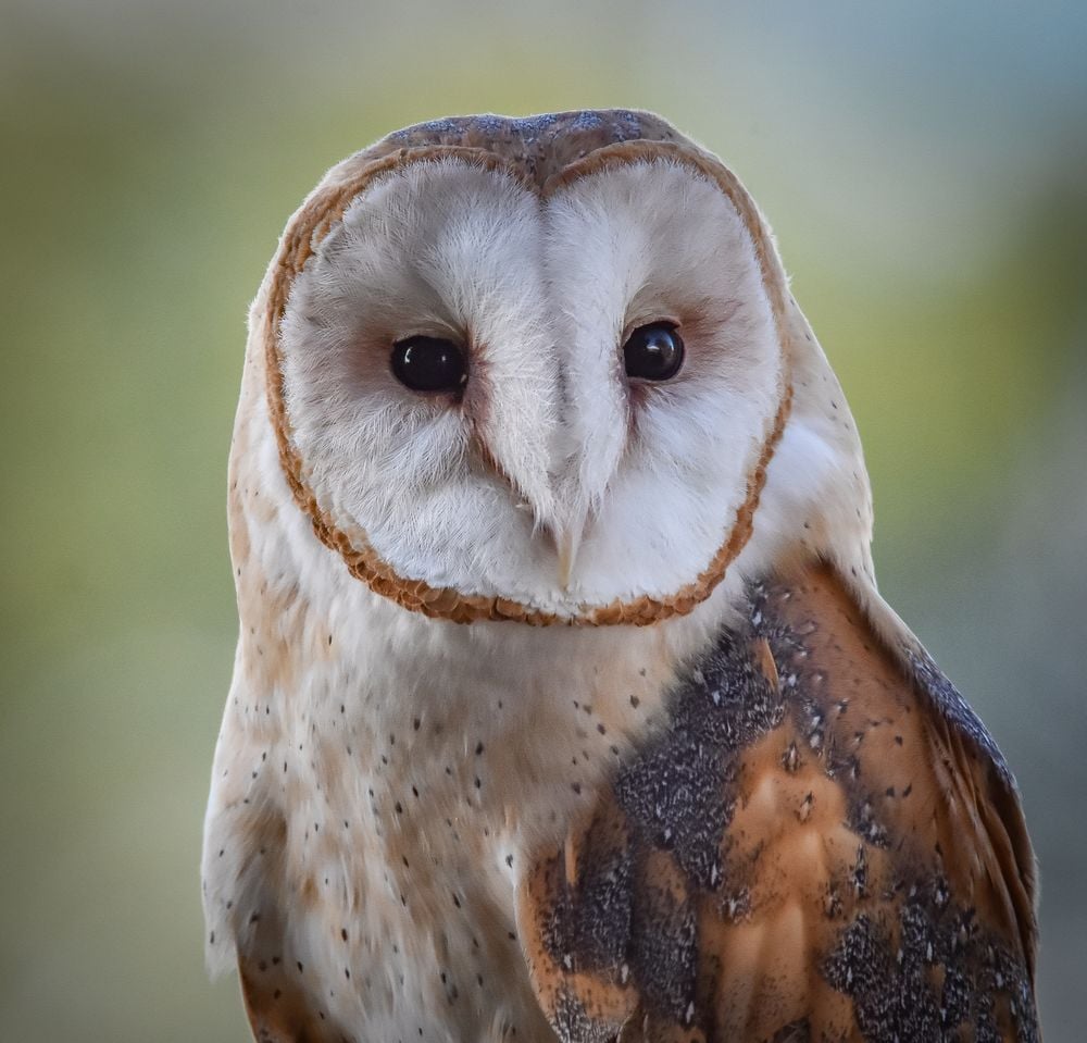 A charming Barn Owl