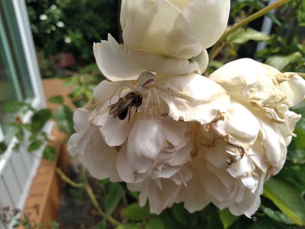 White rose spider & bee prize thumbnail