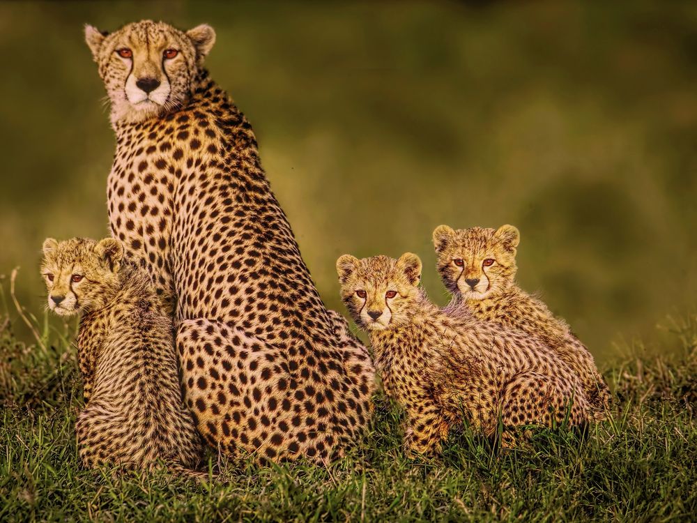 Cheetah family in early morning light | Smithsonian Photo Contest ...