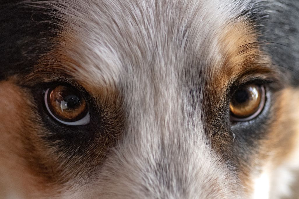 close-up on a dog's brown eyes