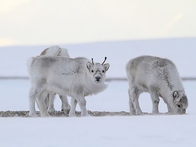 reindeer