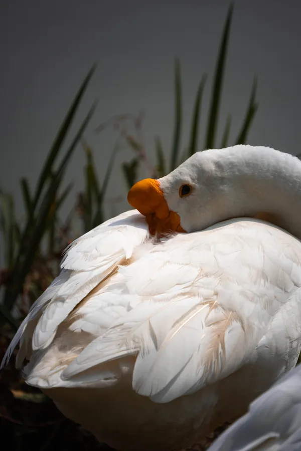 Winter's Warm Embrace thumbnail