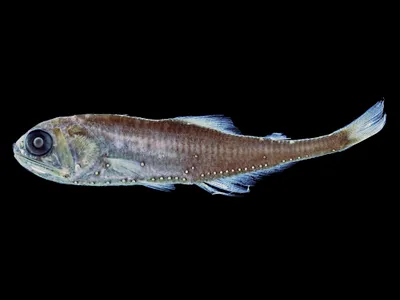 A preserved specimen of the Blue Lanternfish with bioluminescent spots. New research shows that the blue lanternfish's glow isn't that unique - among ocean-dwelling fish, four out of five are bioluminescent.