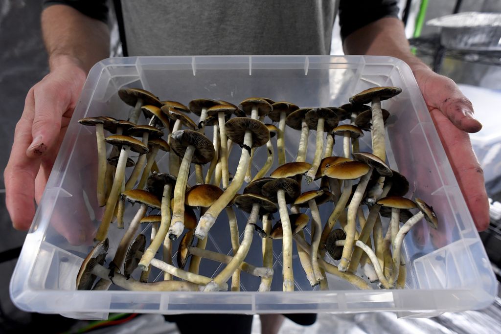 Plastic tub of mushrooms